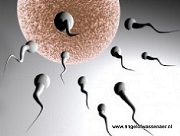 Spermacellen op weg naar de eicellen